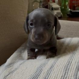 Girl 1 - female Dachshund puppy in La Fayette, Illinois from Dachshunds of Tales