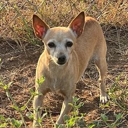 April - Rat Terrier