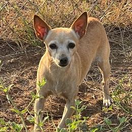 April - Rat Terrier