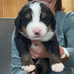 Dark Blue Collar Male - Black rust and white male Bernese Mountain Dog puppy in Bristol, Tennessee from Holston Hollow Farm