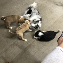 Border Collie Puppies from Burke BC’s