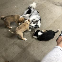 Border Collie Puppies from Burke BC’s