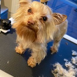Louie - Yorkshire Terrier