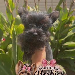Teddy - Blue and gold male Yorkshire Terrier puppy in Billingsley, Alabama from Southern Yorkies of Bama