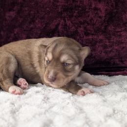 Ivy - Red and white female Siberian Husky puppy in Coshocton, Ohio from Wyant Farms