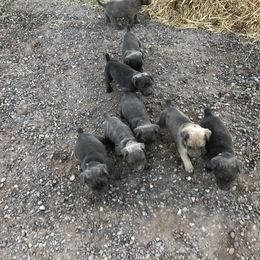 Cane Corso and Lowchen Puppies from High Royal Kennel