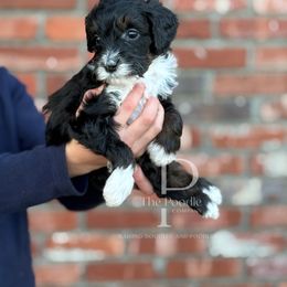 Biscuit - Tri-color male Bernedoodle puppy in Tulsa, Oklahoma from The Poodle Co. Raising Doodles & Poodles