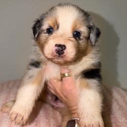 Caesar Salad - Blue merle female Australian Shepherd puppy in Anniston, Alabama from All Hale Aussies
