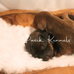 Dachshund Puppies from Pasek Kennels