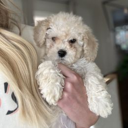 Cockapoo Puppies from The Doodle Barn