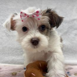 Khloe - Parti female Yorkshire Terrier puppy in Palm Coast, Florida from Fiesta Pups