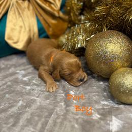 Port - Red  male Goldendoodle puppy in Rockville, Minnesota from Bracha Poodles & Doodles