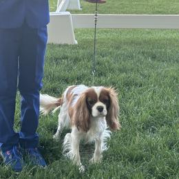 Border Collies, Cavalier King Charles Spaniels, and Irish Setters from Mike and Brandice Brown Performance Animals