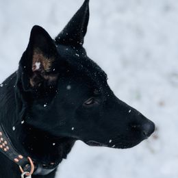 Raven - German Shepherd