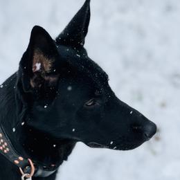 Raven - German Shepherd