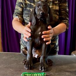 Boy 3 - Black male German Shorthaired Pointer puppy in Aitkin, Minnesota from Whispering’s GunDogs