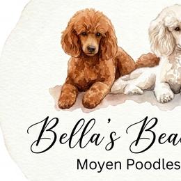 Poodles from Bella's Beauties Moyen Poodles