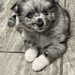 Pomsky Puppies from Michelle's Pomskies