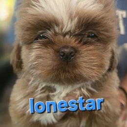 Lonestar - Sable and white male Shih Tzu puppy in Green Valley Lake, California from All American Shih Tzu Puppies