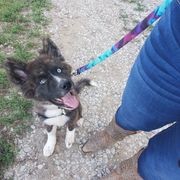 Sporty Mix Puppies from Eternal Symmetry