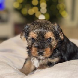Herme - Black and gold female Yorkshire Terrier puppy in Glendale, California from Los Angeles Teacup Yorkie