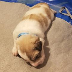 Light Blue Collar Boy - White and badger male Great Pyrenees puppy in Bon Aqua, Tennessee from Joel's Farm LLC