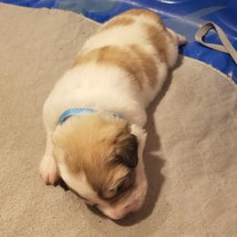 Light Blue Collar Boy - White and badger male Great Pyrenees puppy in Bon Aqua, Tennessee from Joel's Farm LLC