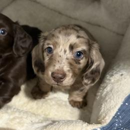 Heath - AKC - Chocolate and cream male Dachshund puppy in Sterling, Colorado from Country Chics Doxies