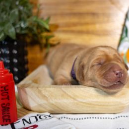 Chili - Yellow female Labrador Retriever puppy in Green Lake, Wisconsin from Breezy Retrievers