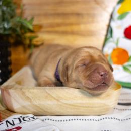 Chili - Yellow female Labrador Retriever puppy in Green Lake, Wisconsin from Breezy Retrievers