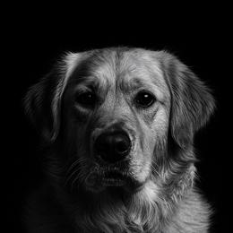 Lani - Golden Retriever