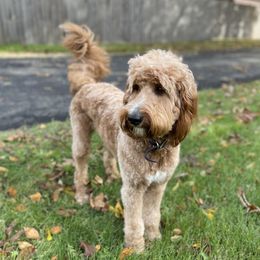 Mena - Goldendoodle