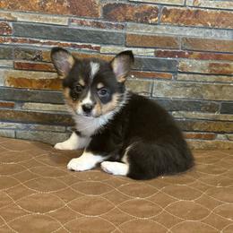 Girl 3 - Black and tan female American Corgi puppy in Visalia, California from VIP Stables