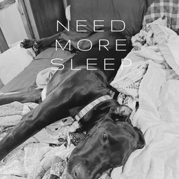 Great Dane Puppies from Skye Blue Dane Farm