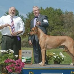 Rhodesian Ridgeback All Grown Up from Cape Ridge Rhodesian Ridgebacks