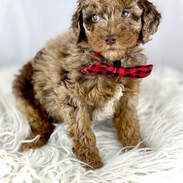 Bernedoodle, Cavapoo, and Goldendoodle Puppies from Blackberry Farm Puppies