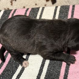 Girl 4 - Black and white female Great Dane puppy in Indianola, Iowa from Bull West Kennels