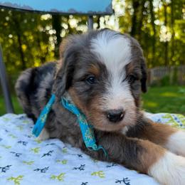 Yankee - Merle male Bernedoodle puppy in Sherman, Illinois from Shirl Doodle Life