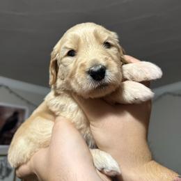 Phoebus (sky blue) - Apricot male Goldendoodle puppy in Portsmouth, Virginia from Hopping Howlers Ranch