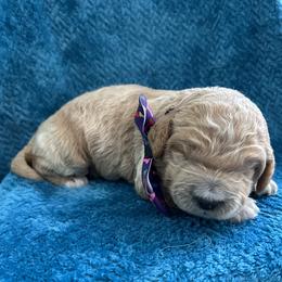 Blizzard - Apricot male Goldendoodle puppy in Camden, North Carolina from Oopsie Doodles of NC