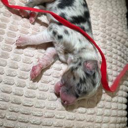 Nash - Blue merle male Miniature Australian Shepherd puppy in Tucson, Arizona from Soqui Ortiz Cattle Ranch