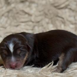 Female 1 - Red tri-color female Aussiedoodle puppy in South Central, Pennsylvania from Windy Hills Mini Aussies & Doodles