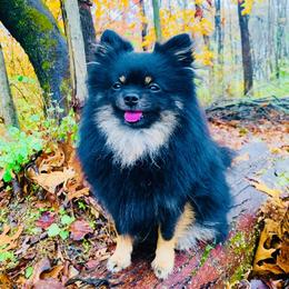 Griffin - Pomeranian