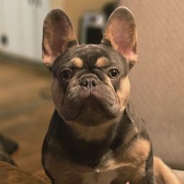 French Bulldog puppies from J & J classic frenchies