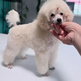 Poodle Puppies from Araceli Toy Poodles