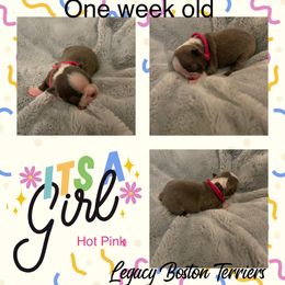 Boston Terrier Puppies from Legacy Boston Terriers