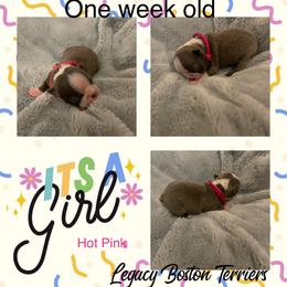 Boston Terrier Puppies from Legacy Boston Terriers