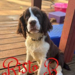 Risto - Liver and white male English Springer Spaniel puppy in Cookeville, Tennessee from AVE Springer Spaniels