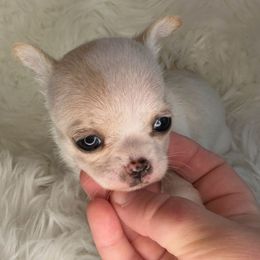 Girl 1 - Cream female Chihuahua puppy in Fargo, North Dakota from Wild Prairie Chihuahuas