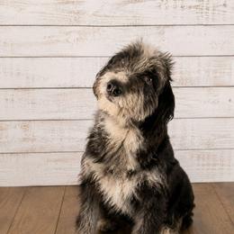 Tulip - Aussiedoodle